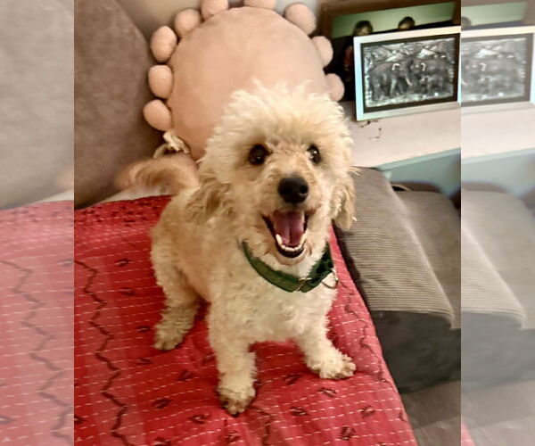 Medium Photo #3 Poodle (Miniature) Puppy For Sale in Rancho Cordova, CA, USA