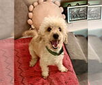 Small #2 Poodle (Miniature)