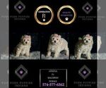 Puppy Athena F1 Maltipoo