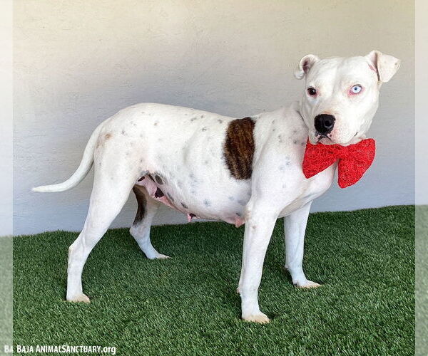 Medium Photo #4 American Pit Bull Terrier-Unknown Mix Puppy For Sale in San Diego, CA, USA