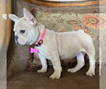 Small #2 French Bulldog