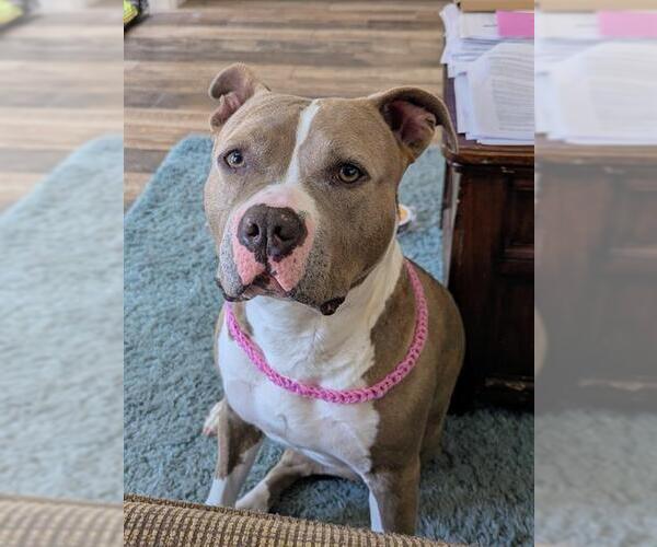 Medium Photo #3 American Pit Bull Terrier Puppy For Sale in Camarillo, CA, USA