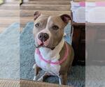 Small #2 American Pit Bull Terrier
