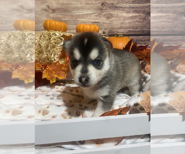 Medium Photo #4 Pomsky Puppy For Sale in ROCKFORD, IL, USA