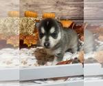 Small Photo #4 Pomsky Puppy For Sale in ROCKFORD, IL, USA