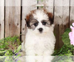 Zuchon Puppy for sale in MOUNT VERNON, OH, USA