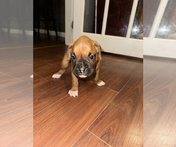 Medium Photo #20 Boxer Puppy For Sale in EAST FREETOWN, MA, USA