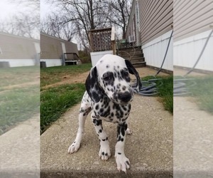 Dalmatian Puppy for sale in INDIANAPOLIS, IN, USA