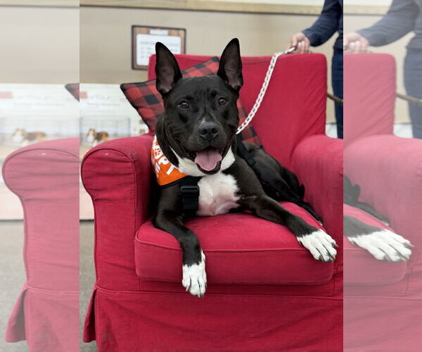 Medium Photo #2 American Pit Bull Terrier-Unknown Mix Puppy For Sale in Fallbrook, CA, USA