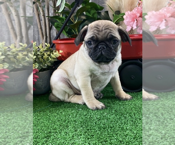 Medium Photo #1 Pug Puppy For Sale in CANOGA, NY, USA