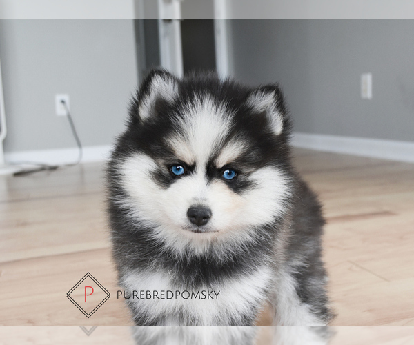 Medium Photo #1 Pomsky Puppy For Sale in KANSAS CITY, MO, USA