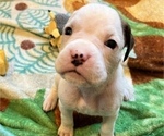 Small Photo #4 Boxer Puppy For Sale in EAST FISHKILL, NY, USA