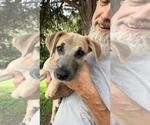 Small #1 Mutt