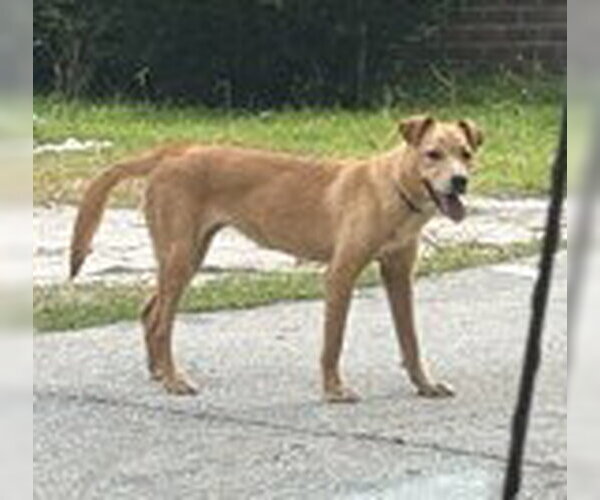 Medium Photo #1 Labrador Retriever-Unknown Mix Puppy For Sale in Augusta, GA, USA