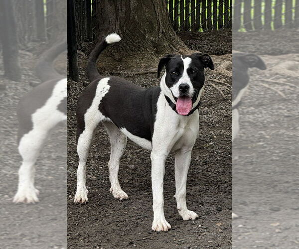 Medium Photo #14 Mutt Puppy For Sale in Elmsford, NY, USA