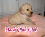 Puppy Dark Pink girl Golden Retriever