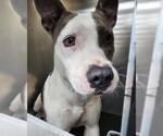 Small American Staffordshire Terrier Mix