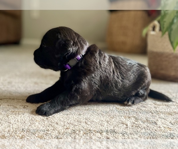 Medium Photo #3 Goldendoodle Puppy For Sale in BUFFALO, MO, USA