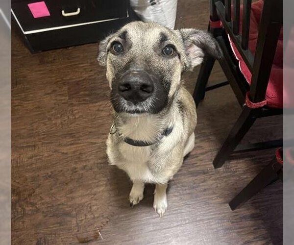 Medium Photo #1 German Shepherd Dog Puppy For Sale in Waco, TX, USA