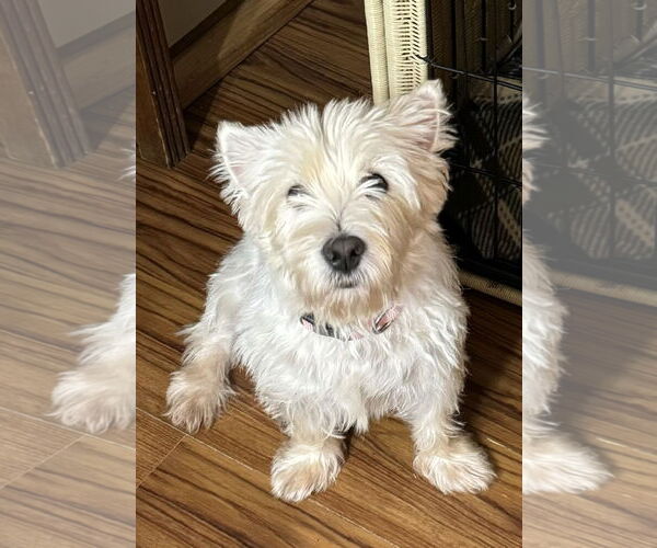 Medium Photo #1 Mutt Puppy For Sale in Sioux Falls, SD, USA