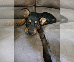 **LARK** - Female Mutt Dog for Adoption