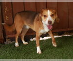 Small Photo #4 Beagle Puppy For Sale in Oakland Park, FL, USA
