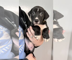 Mutt Dogs for adoption in Clarkston, MI, USA