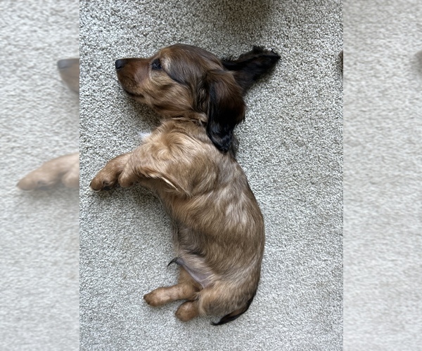 Medium Photo #3 Dachshund Puppy For Sale in MONETA, VA, USA