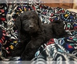 Puppy Snoopy Labradoodle-Poodle (Standard) Mix