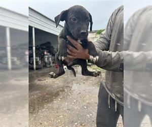 Labrador Retriever Dogs for adoption in Houston, TX, USA