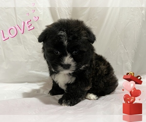 Maltipoo Puppy for sale in SAN FRANCISCO, CA, USA