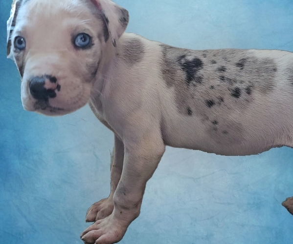 Medium Photo #5 Great Dane Puppy For Sale in HOGANSVILLE, GA, USA