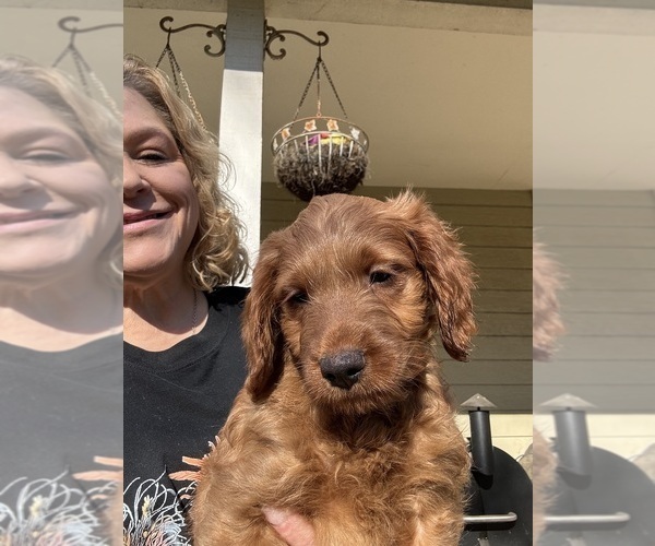 Medium Photo #4 Goldendoodle (Miniature) Puppy For Sale in LOOMIS, CA, USA