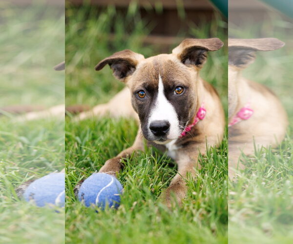 Medium Photo #8 American Staffordshire Terrier-Unknown Mix Puppy For Sale in McKinney, TX, USA