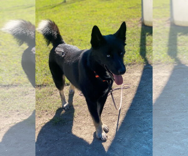 Medium Photo #2 - Mix Puppy For Sale in Virginia Beach, VA, USA
