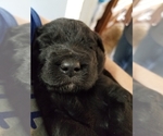 Puppy 4 Labradoodle