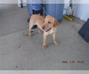 Labrador Retriever Dogs for adoption in Oroville, CA, USA