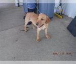 Small Labrador Retriever