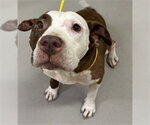 NYLA - Female Mutt Dog for Adoption - Small photo