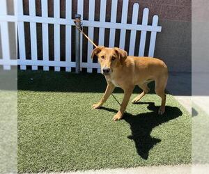 Doberman Pinscher-Treeing Walker Coonhound Mix Dogs for adoption in Modesto, CA, USA