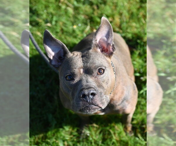 Medium Photo #3 Mutt Puppy For Sale in Glen Allen, VA, USA