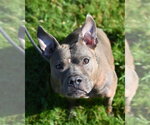Small #2 Mutt
