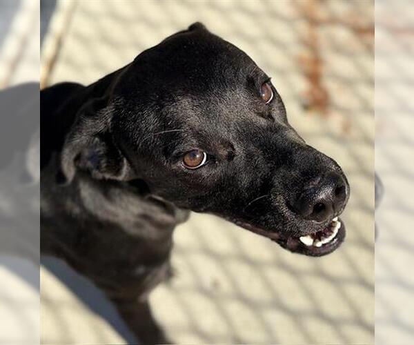 Medium Photo #2 Labrador Retriever-Unknown Mix Puppy For Sale in Tulsa, OK, USA