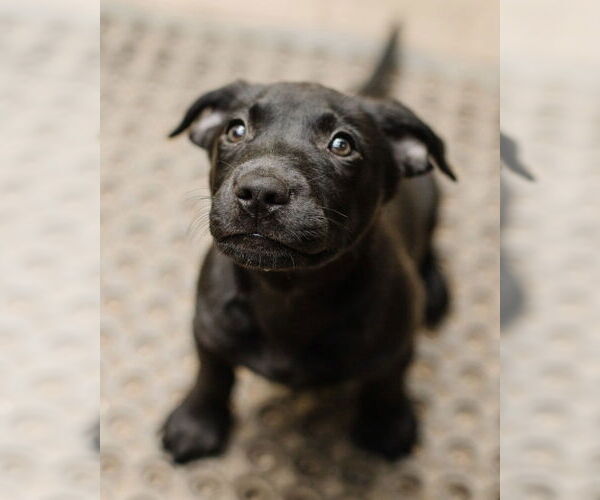 Medium Photo #4 Labrador Retriever-Unknown Mix Puppy For Sale in Brewster, NY, USA