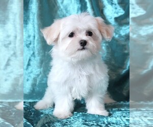 Maltese Puppy for sale in ROCK VALLEY, IA, USA