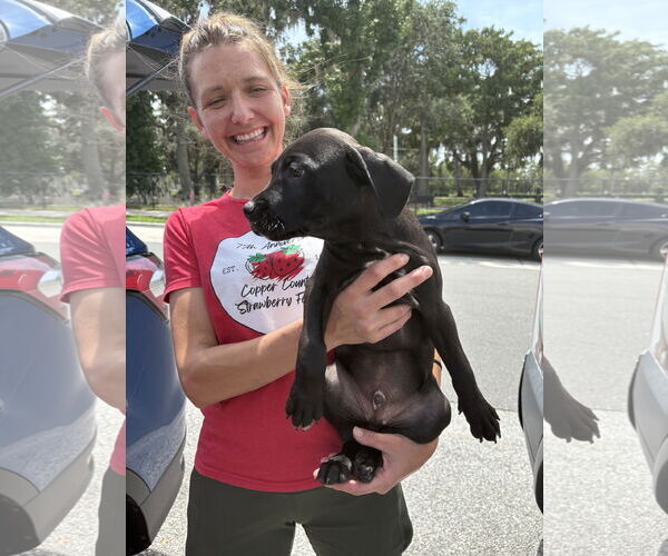 Medium Photo #8 Labrador Retriever-Unknown Mix Puppy For Sale in Sanford, FL, USA