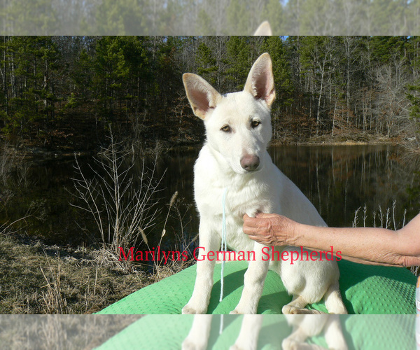 Medium Photo #6 German Shepherd Dog Puppy For Sale in PIEDMONT, MO, USA