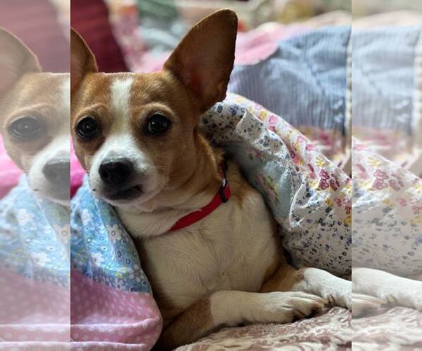 Medium Photo #9 Cheagle Puppy For Sale in San Francisco, CA, USA