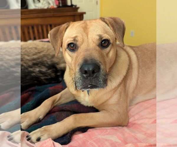 Medium Photo #2 Mutt Puppy For Sale in Cary, NC, USA