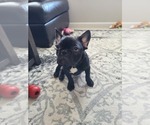 Small Photo #4 French Bulldog Puppy For Sale in ETIWANDA, CA, USA
